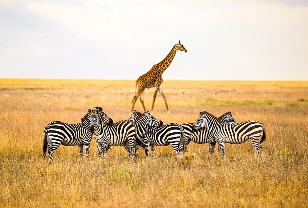 ELEGANT KENYA & TANZANYA BÜYÜK GÖÇ